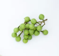 Erwt-aubergine (Turkey Berry)