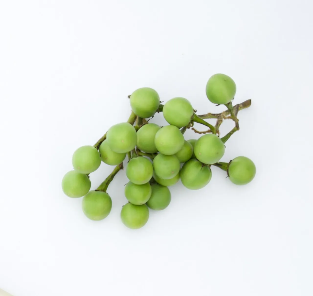 Erwt-aubergine (Turkey Berry)