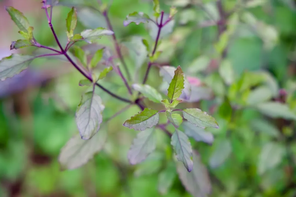 Heilige Basilicum