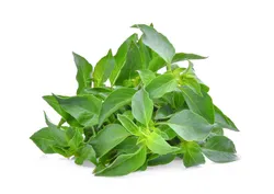 Thaise Basilicum (Sweet Basil)