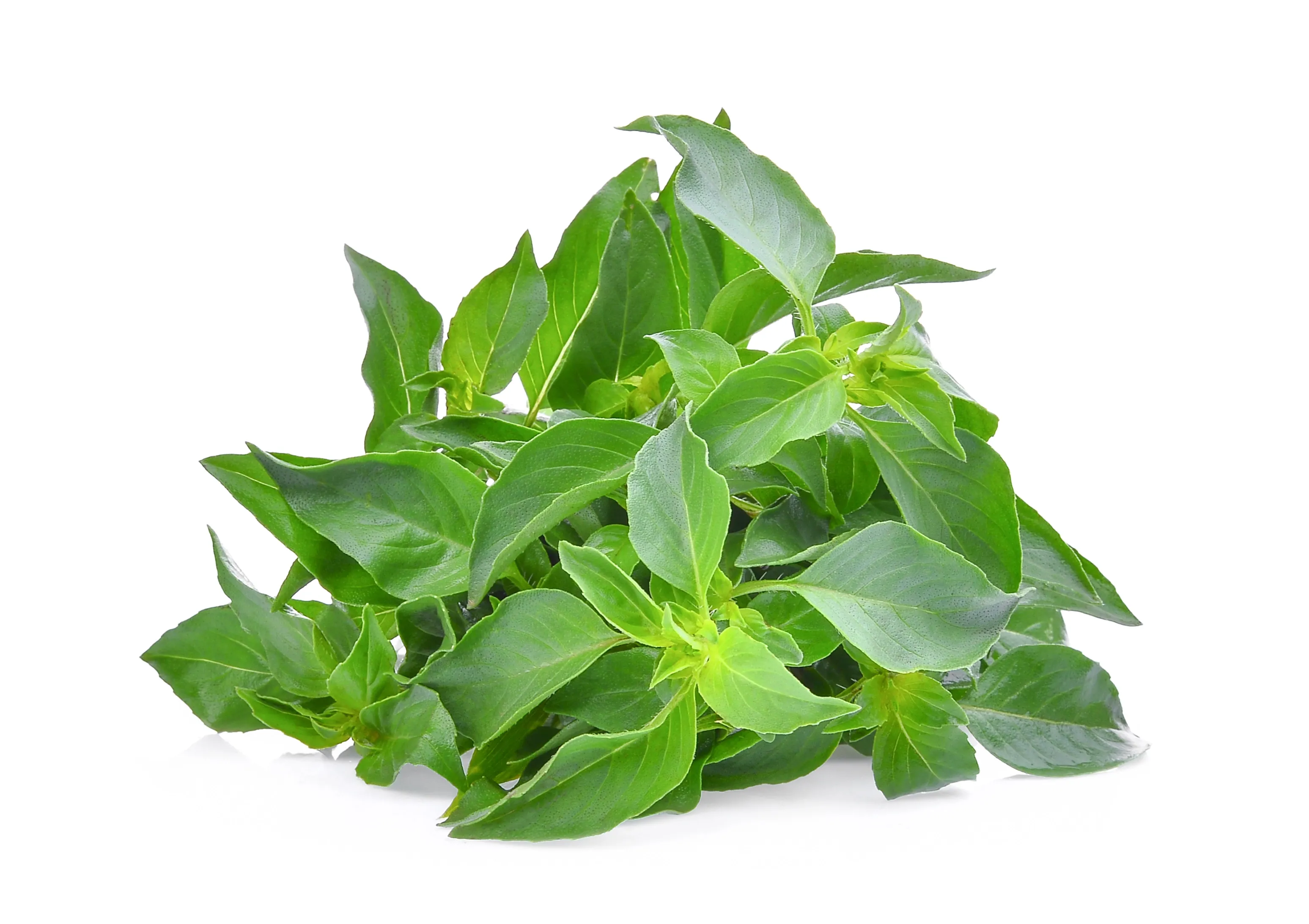Thaise Basilicum (Sweet Basil)