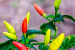Thaise Chili